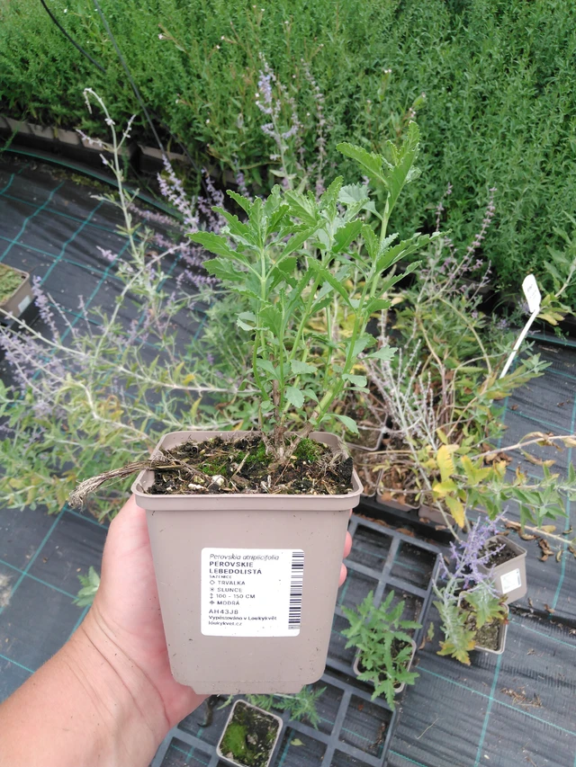 Perovskie lebedolistá - 2024