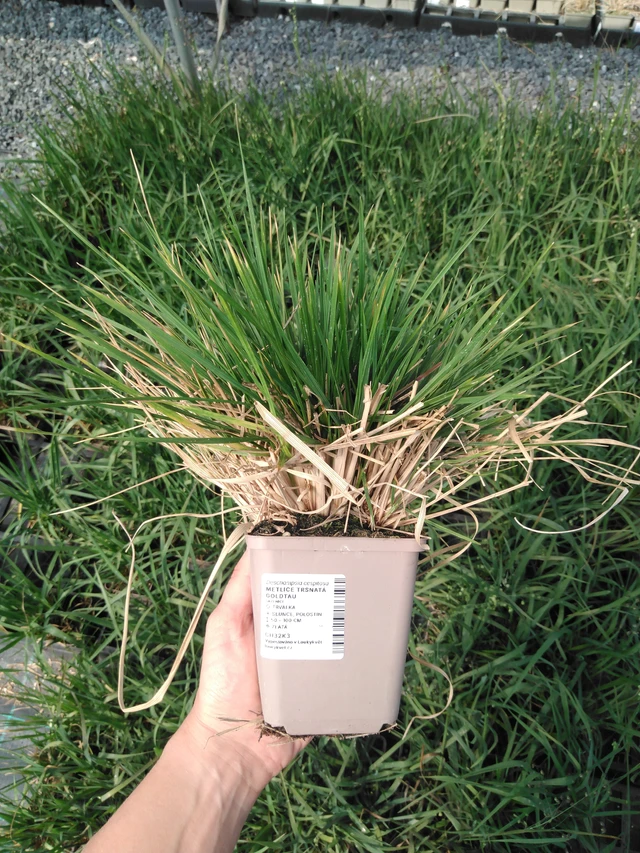 Metsälauha Goldtau - 13. 5. 2025