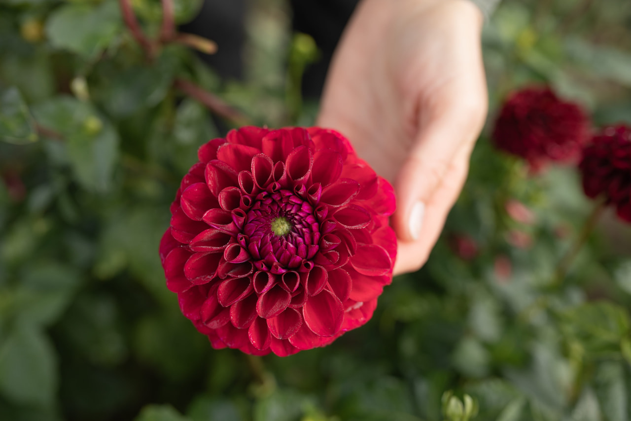 Jiřina Babette, Loukykvět