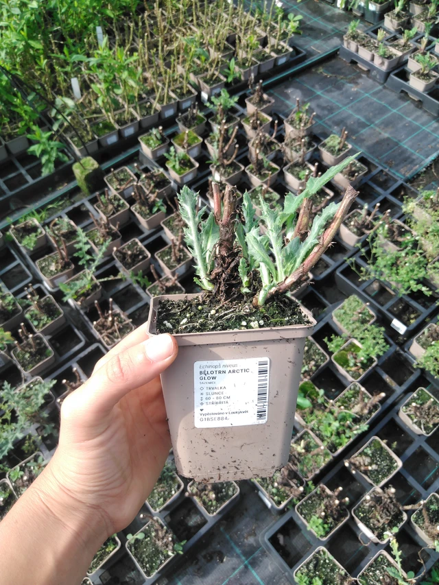 Sinipallo-ohdake Arctic Glow - 2024