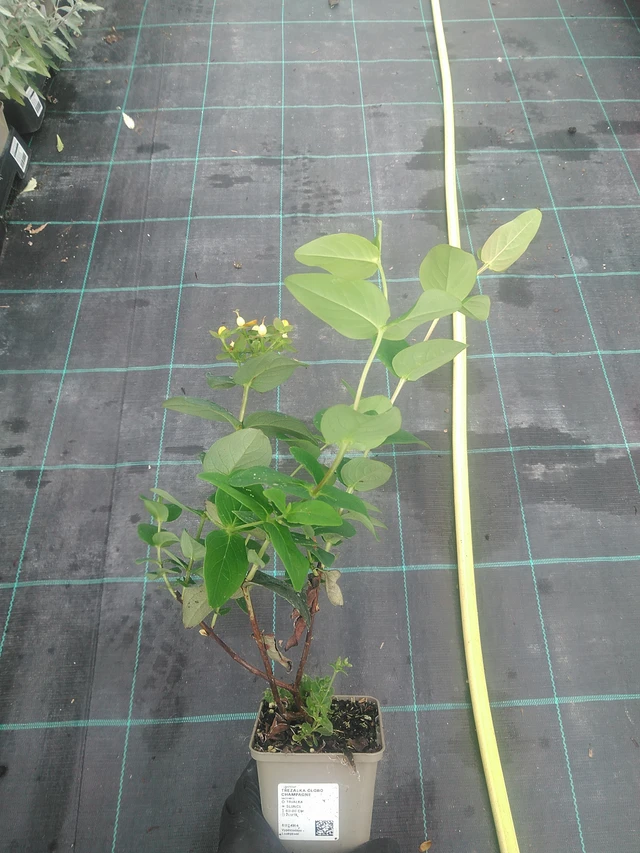 Hierba de San Juan Globo Champagne - 10. 9. 2025