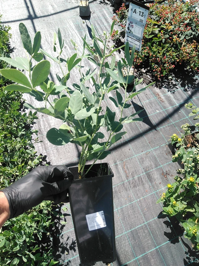 Baptisia Alba - 19. 8. 2025