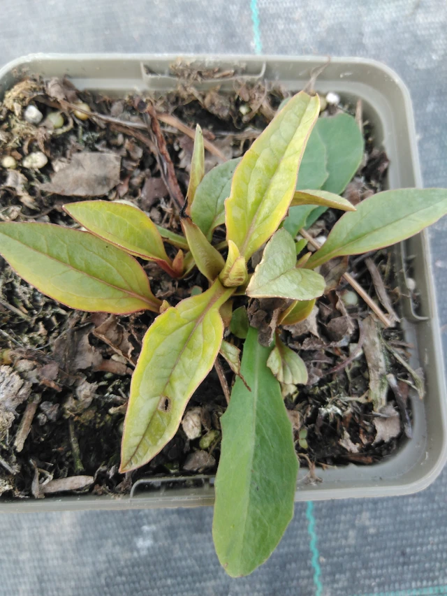 Echinacea Rubinstern - 3. 4. 2025