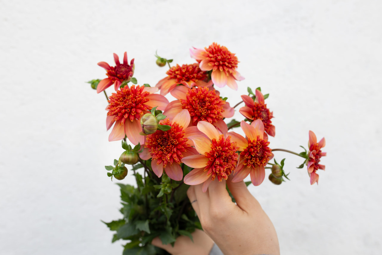 Jiřina Totally Tangerine, Loukykvět