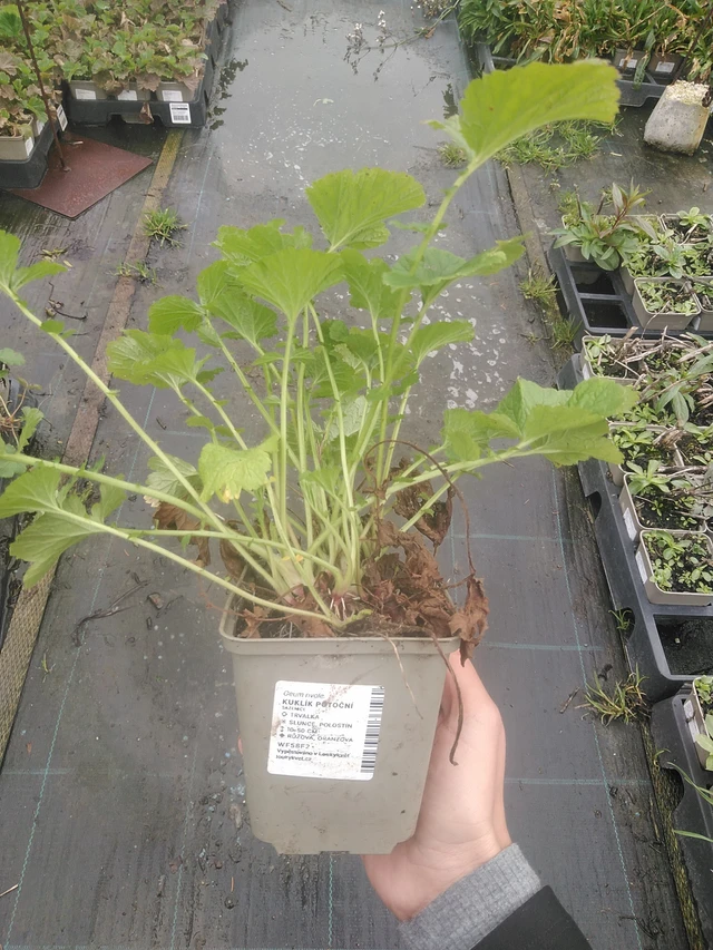 Geum rivale - 10. 10. 2025