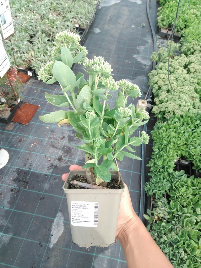 Rozchodník Herbstfreude - 10. 9. 2025