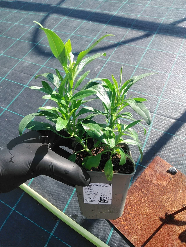 Baby's Breath Snowcloud White - 1. 9. 2025