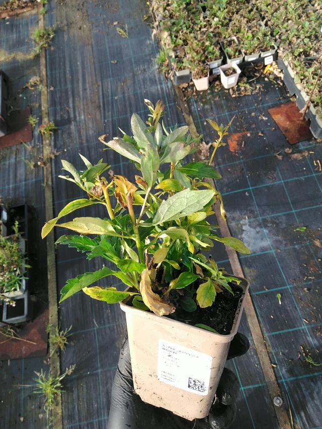 Aster japonés Madiva - 31. 10. 2025