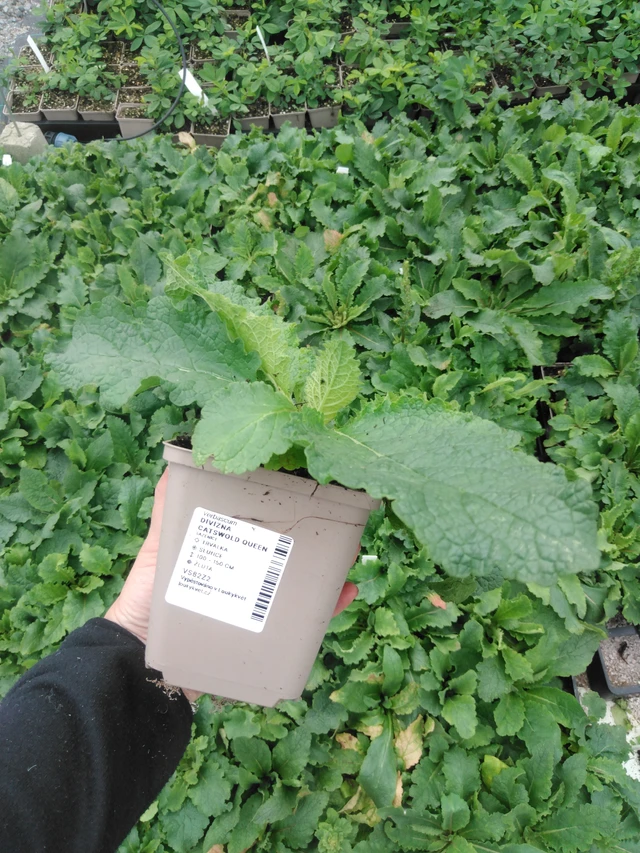 Divizna Cotswold Queen - 2024