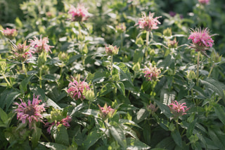 Monarda Croftway Pink, Loukykvět