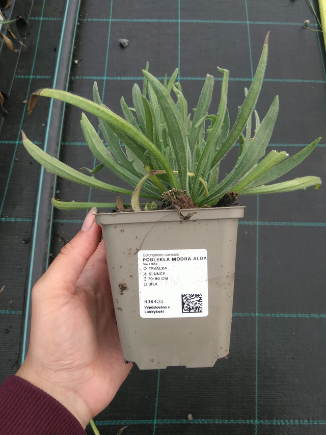 Lobelia azul Alba - 11. 7. 2025