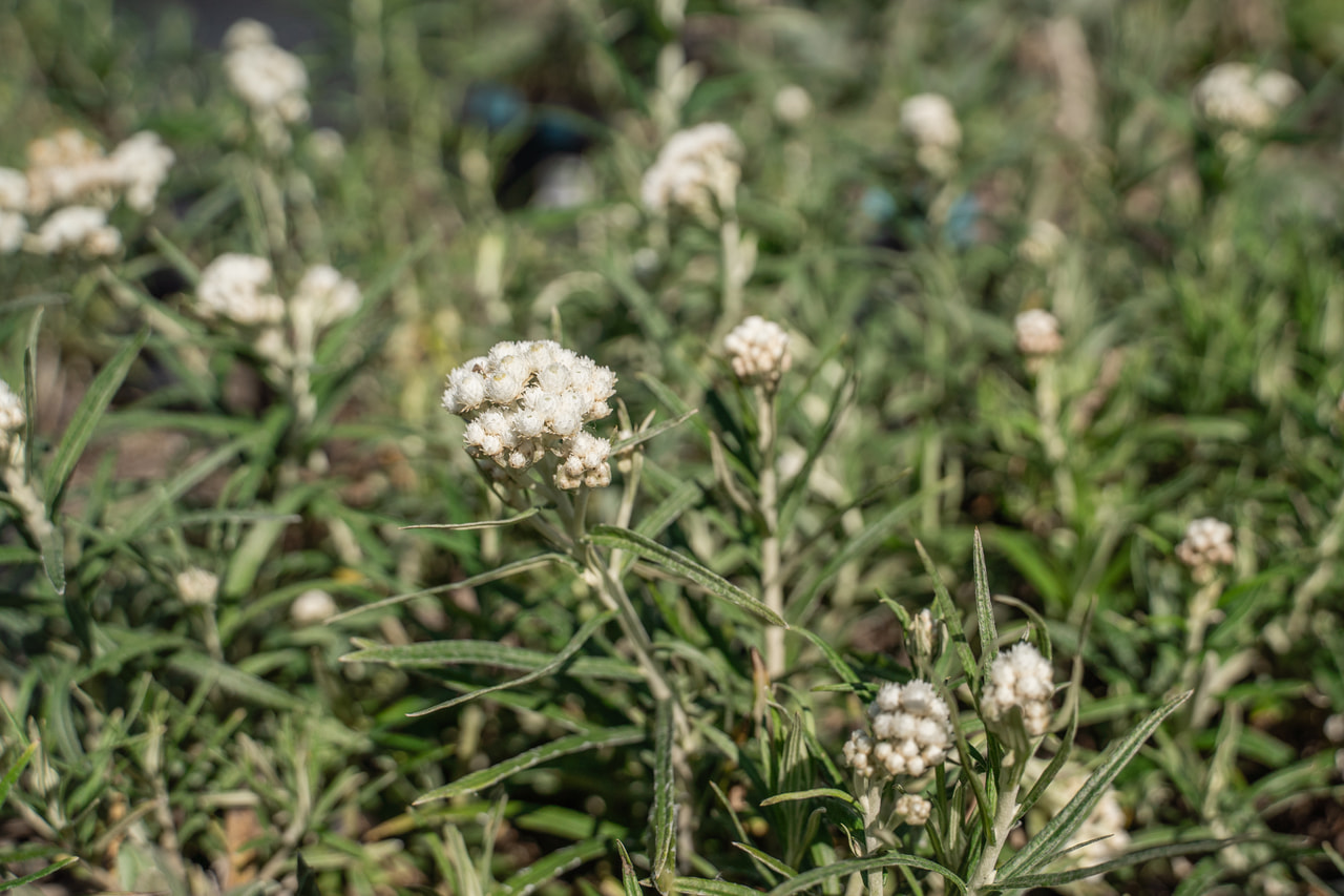 Plesnivka perlová Neuschnee, Loukykvět