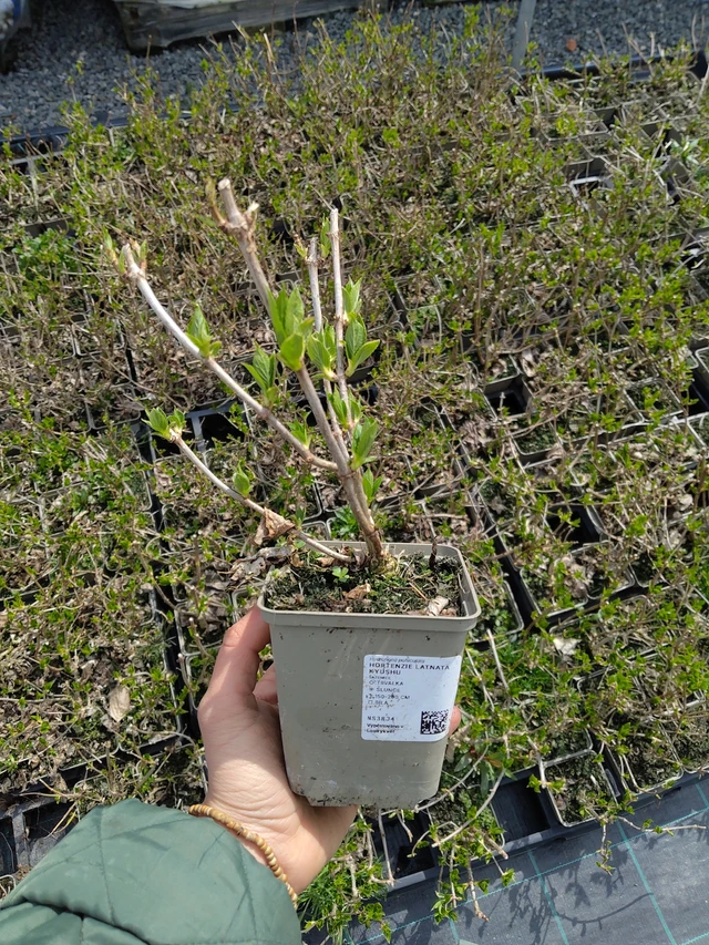 Vipphortensia Kyushu - 21. 4. 2026