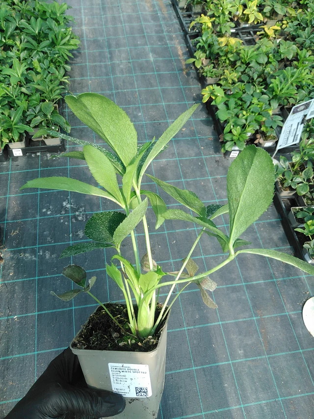 Hellebore Double Ellen White Spotted - 19. 8. 2025