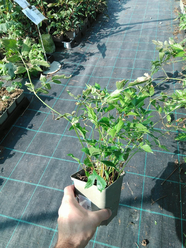 Astilbe Diamant - 19. 8. 2025