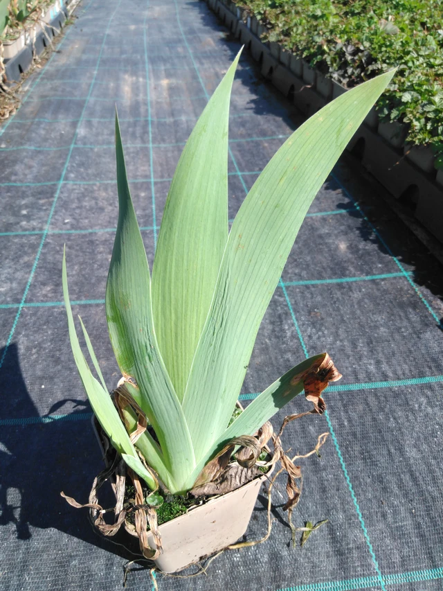 Iiris Lugano - 3. 4. 2025