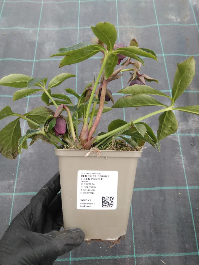 Hunyor Double Ellen Purple - 1. 4. 2026