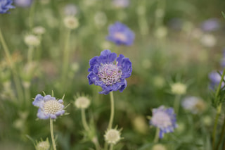 Hlaváč Fama Deep Blue, Loukykvět