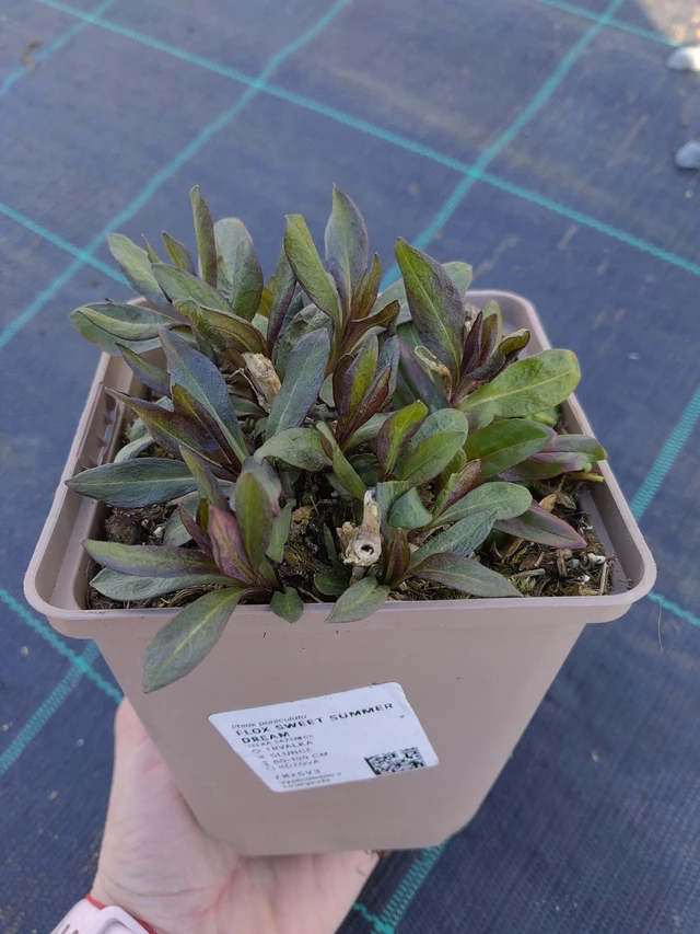 Lángvirág Sweet Summer Dream - 27. 3. 2026