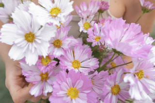 Cosmos Colleta Pink White, Loukykvět