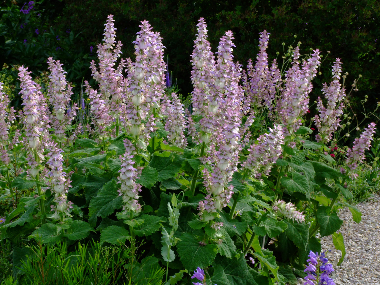 Šalvěj muškátová, Loukykvět