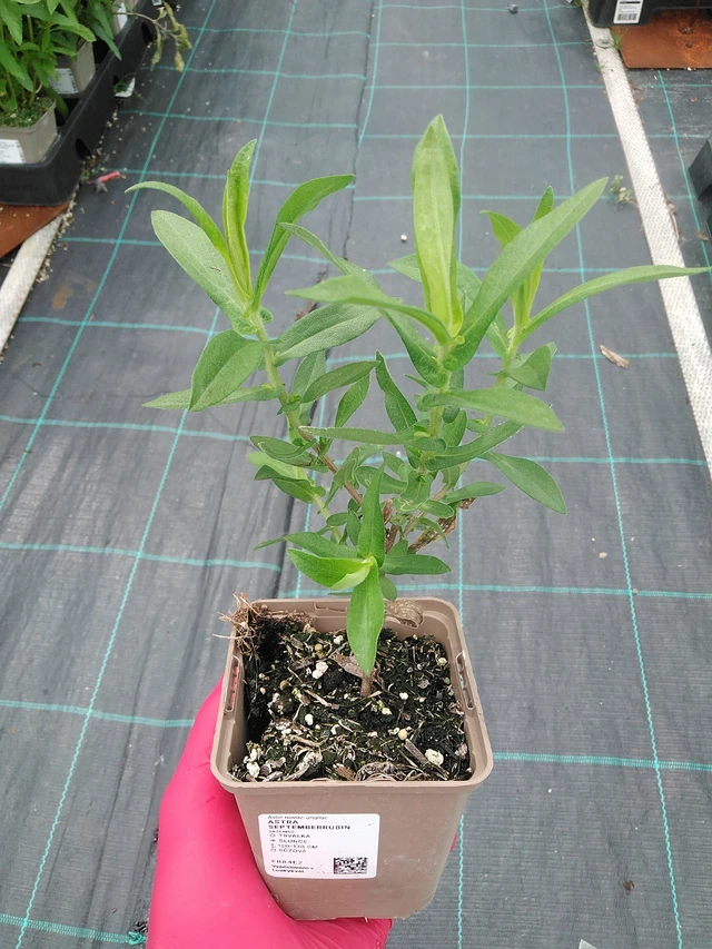 Aster Septemberrubin - 7. 7. 2025