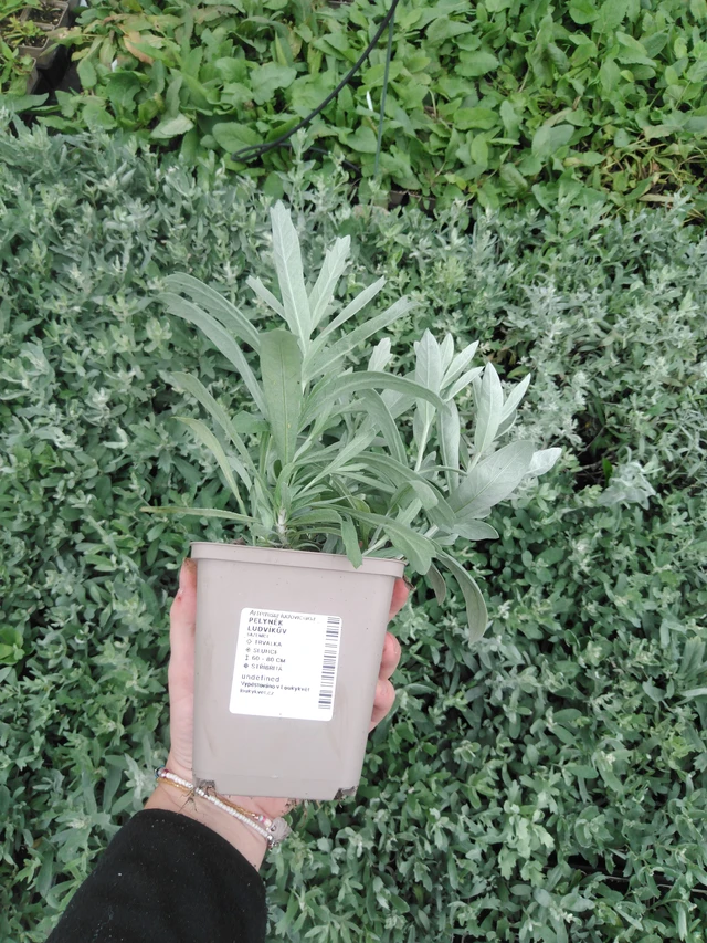 Wormwood Ludvíkův - 2024