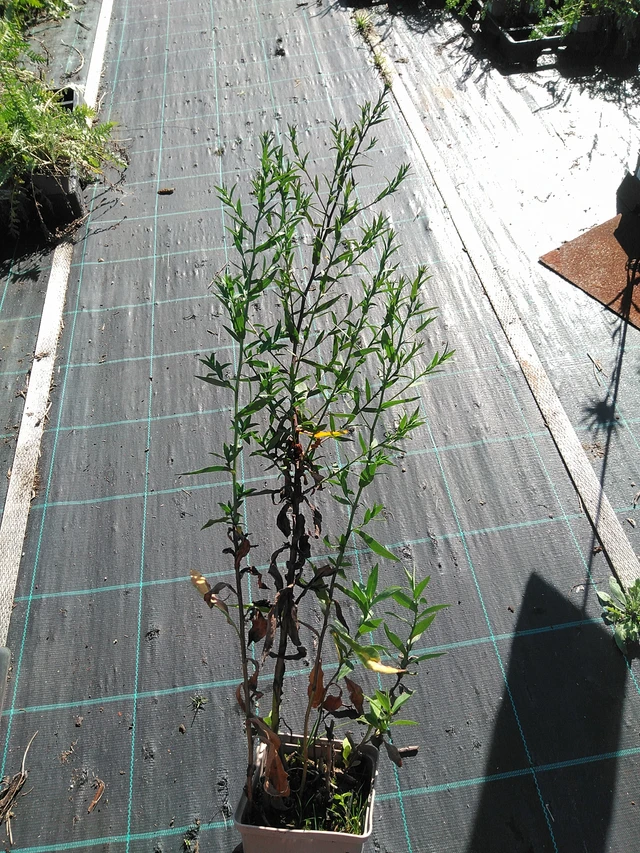 Astra White Ladies - 19. 8. 2025