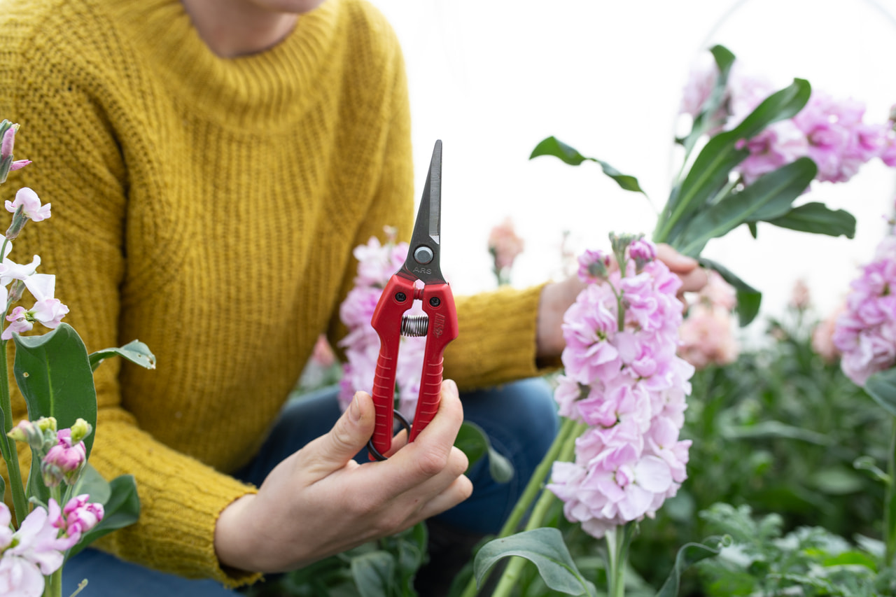 Floristické nůžky, Loukykvět