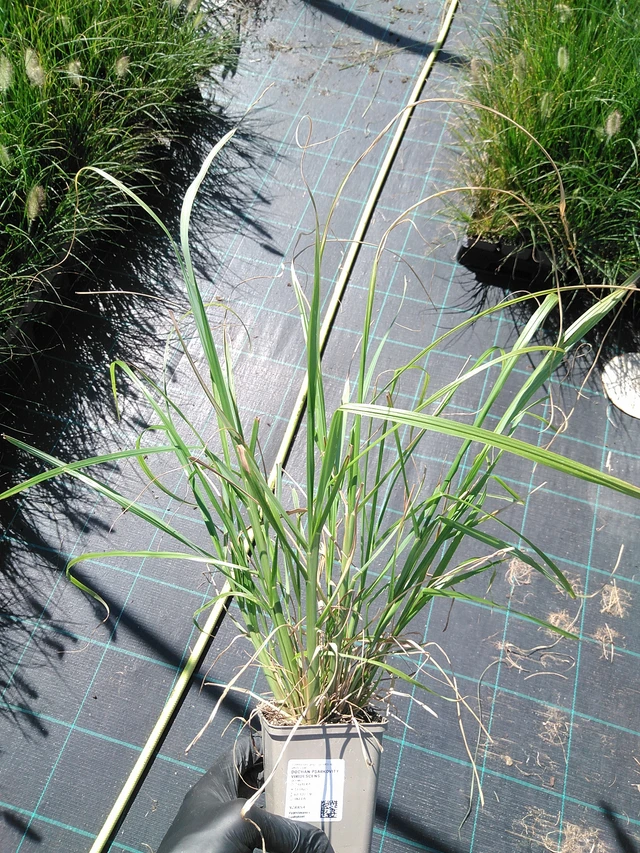 Dochan psárkovitý viridescens - 19. 8. 2025