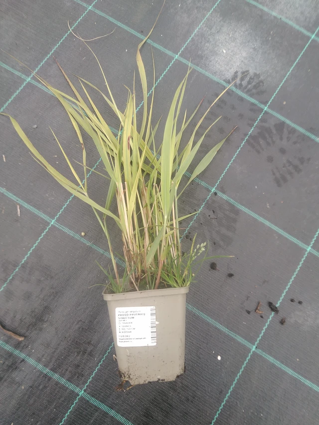 Mijo Strictum - 10. 10. 2025