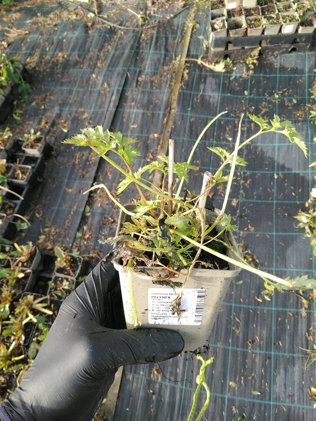 Artemisa - 31. 10. 2025