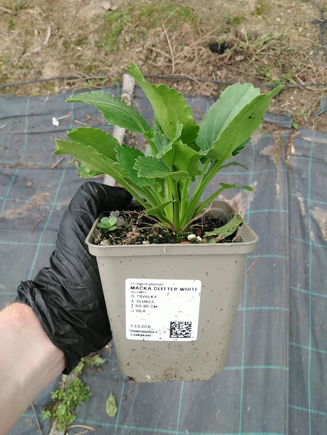 Sinipiikkiputki Glitter White - 10. 9. 2025