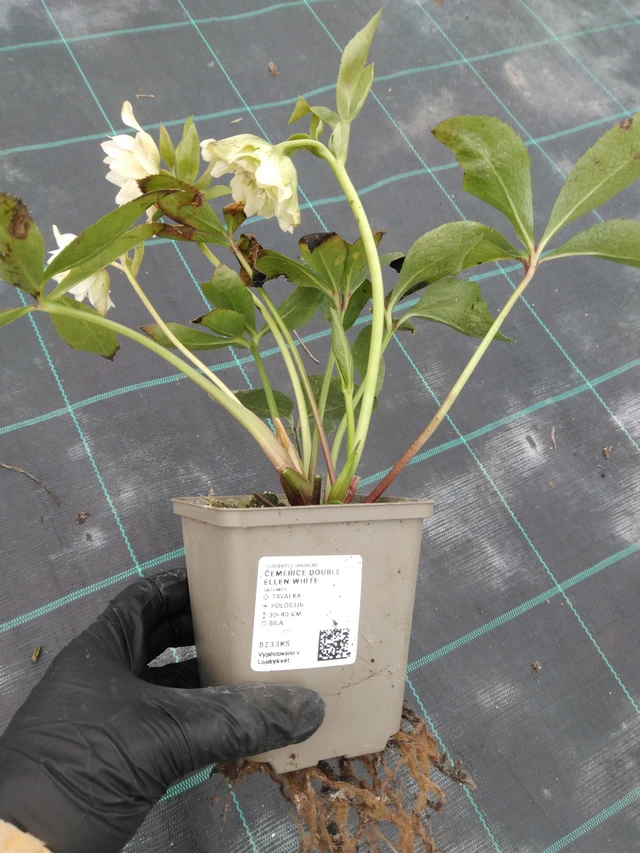 Nieswurz Double Ellen White - 1. 4. 2026