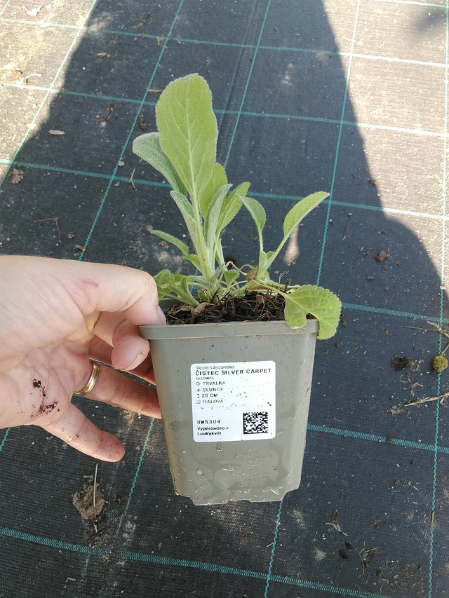 Pehmytmesiangervo Silver Carpet - 19. 8. 2025