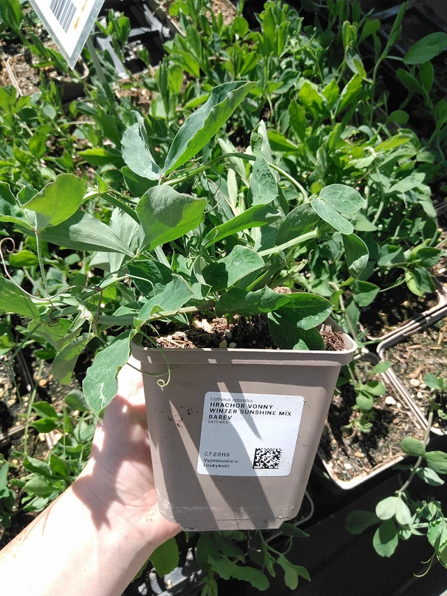 Hrachor vonný Winter Sunshine Mix barev - 15. 5. 2025