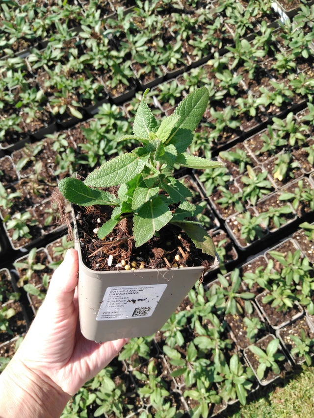 Šalvěj hajní Caradonna - 13. 5. 2025