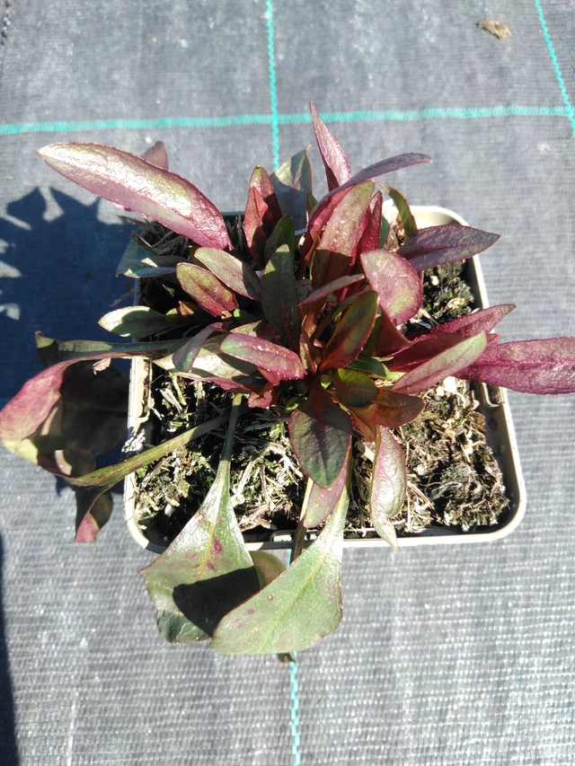 Penstemon Husker Red - 3. 4. 2025