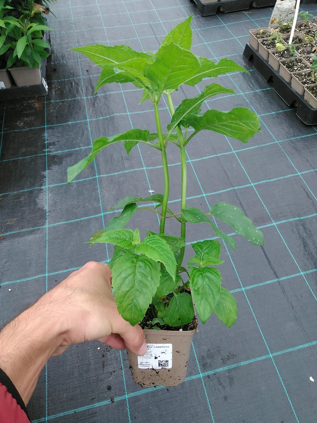 Monarda Cambridge Scarlet - 28. 7. 2025