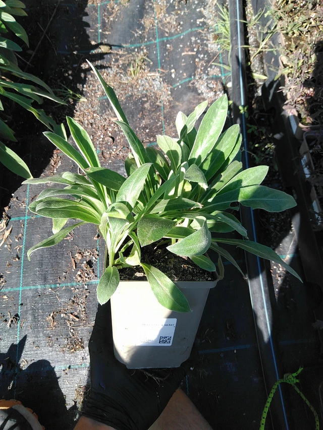 Aciano Purple Heart - 19. 8. 2025