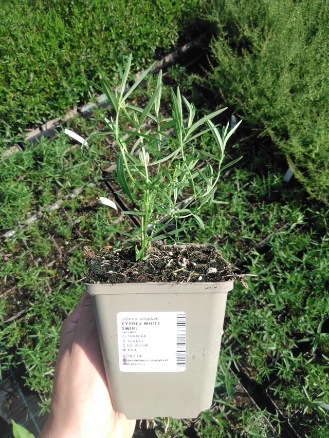 Rantakukka White Swirl - 2024