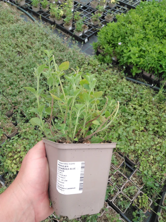 Calamint Blue Cloud - 2024