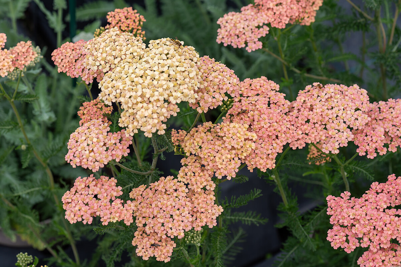 Řebříček Lachsschönheit, Loukykvět