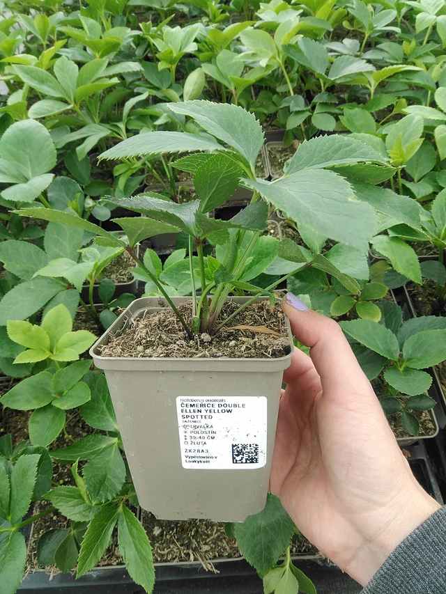 Hellebore Double Ellen Yellow Spotted - 9. 6. 2025