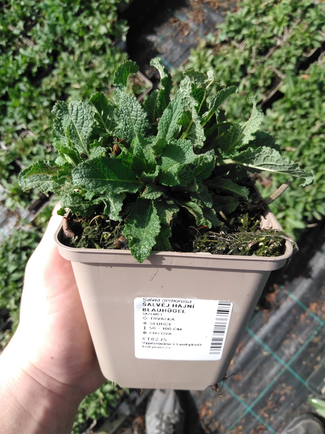Salvia hajní Blauhügel - 2024