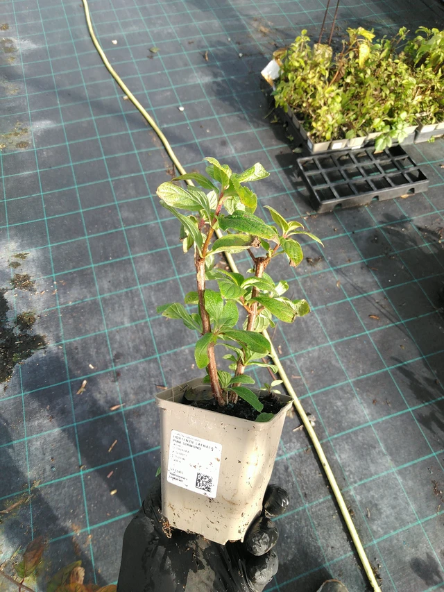 Hortensia Pink Diamond - 31. 10. 2025