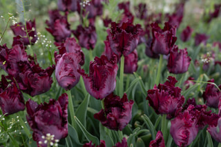 Tulipán Black Parrot, Loukykvět