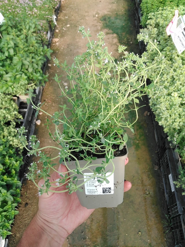 Timjami German Winter - 1. 7. 2025