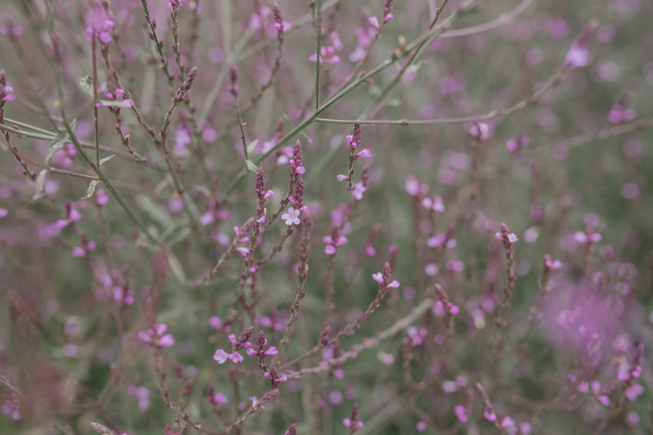 Verbena Bampton, Loukykvět