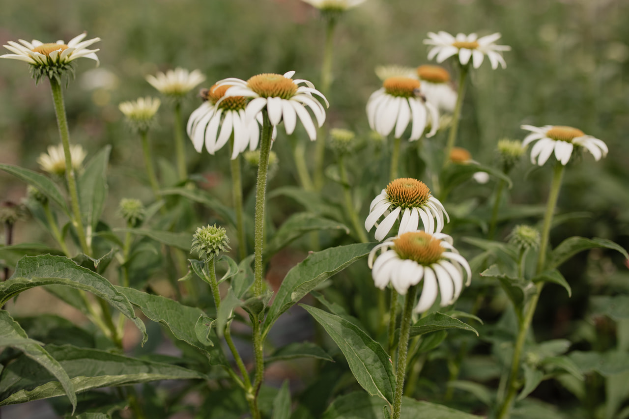 Echinacea White Swan, Loukykvět